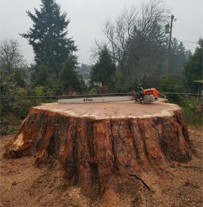 Large stump